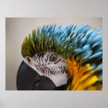 Retrato del loro del Macaw - impresión de la bella Impresiones