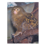 Retrato del Marmoset enano Tarjetas Postales