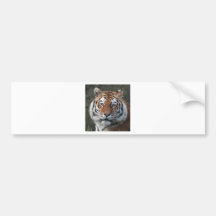 Retrato del tigre siberiano etiqueta de parachoque
