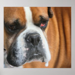 Retrato Drooling del boxeador Poster