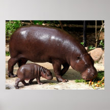 Retrato enano del Hippopotamus de los pares del hi Impresiones