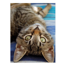 retrato gris del gato postales