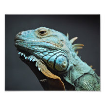Retrato serio de la iguana arte fotográfico