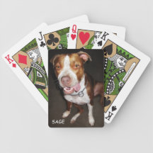 Retrato tonto de Pitbull