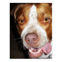 Retrato tonto de Pitbull Tarjeta Postal