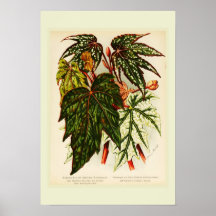 Rex de la begonia poster