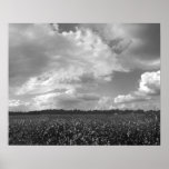 Rey Cotton Landscape Black y impresión del poster 