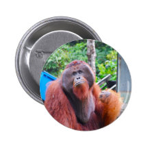 Rey de los orangutanes en el campo Leakey Pin