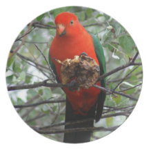 Rey hermoso Parrot Plato Para Fiesta