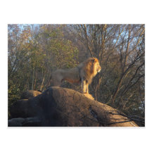 Rey Of The Jungle Postal