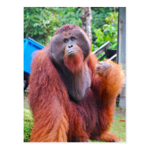 Rey Orangutan Tom en el campo Leakey Tarjetas Postales
