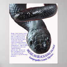 Rey serpiente negro mexicano poster