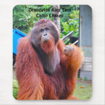 Rey Tom del orangután en el campo Leakey Alfombrillas De Ratones