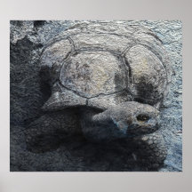 Rey Tortoise Impresiones