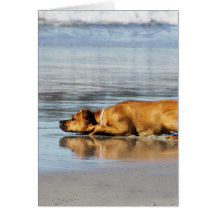 ¿Rhodesian Ridgeback - es el agua fría? Tarjetas