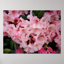 Rhodies rosado poster