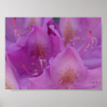 Rhodo suave, A. Agnelli2003 Poster