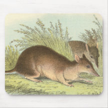 Richard Lydekker - Bandicoot Largo-Sospechado Alfombrillas De Ratones
