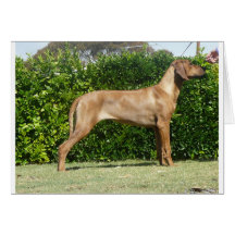 Ridgeback Stck Tarjetón