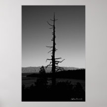 Rígido Posters