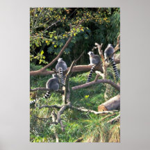 Ringtails en ramas poster