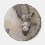 Rinoceronte en el parque zoológico de San Antonio Imán