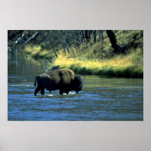 Río de la travesía del bisonte poster