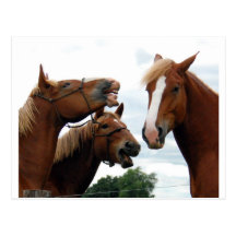 Risa de los caballos postal