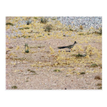 Roadrunner de Arizona Postales