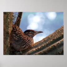 Roadrunner del cactus impresiones