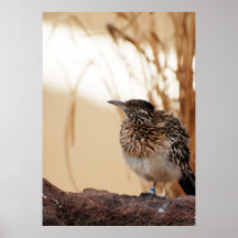 Roadrunner Poster