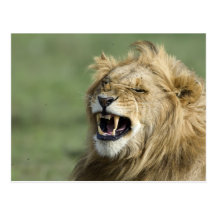 Roaring Lion Postkarten