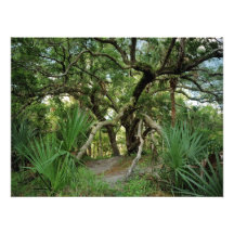 Roble de agua. Tres lagos, Osceola Co., la Florida Fotografía