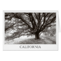 Roble de California Tarjeta