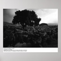 Roble en el viñedo de Paul Masson de Ansel Adams Poster