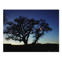 Roble en la oscuridad en la postal de Paso Robles