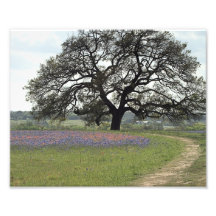 Roble poderoso arte fotográfico