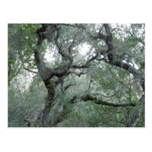 Robles enredados en Paso Robles, California Postales