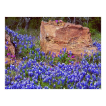 Roca #2 del Bluebonnet Fotografias