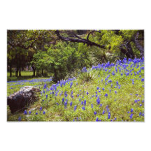 Roca del Bluebonnet Fotografía