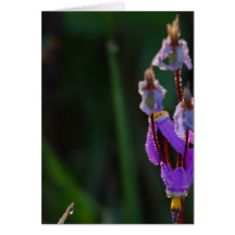 Rocío de los Wildflowers de los prados Tarjetas