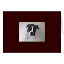 Rocky - perrito del boxeador felicitacion 