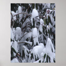 Rododendro en nieve poster