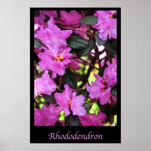 Rododendro Impresiones