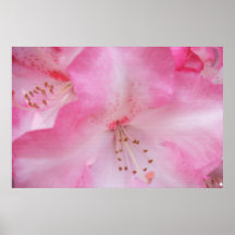 Rododendro rosado texturizado 48"" poster x32