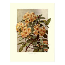 Rododendro var Minerva Tarjetas Postales