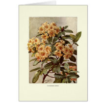 Rododendro var Minerva Tarjeton