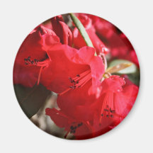 Rododendros rojos en el imán de Belsay Pasillo