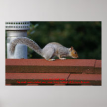 Roedor espeso-atado ardilla poster