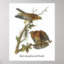 Rojo-llevó a hombros el halcón, Juan Audubon Impresiones